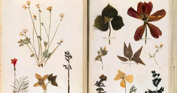 🌿 ¿Tienes una Colección de Plantas como Emily Dickinson?