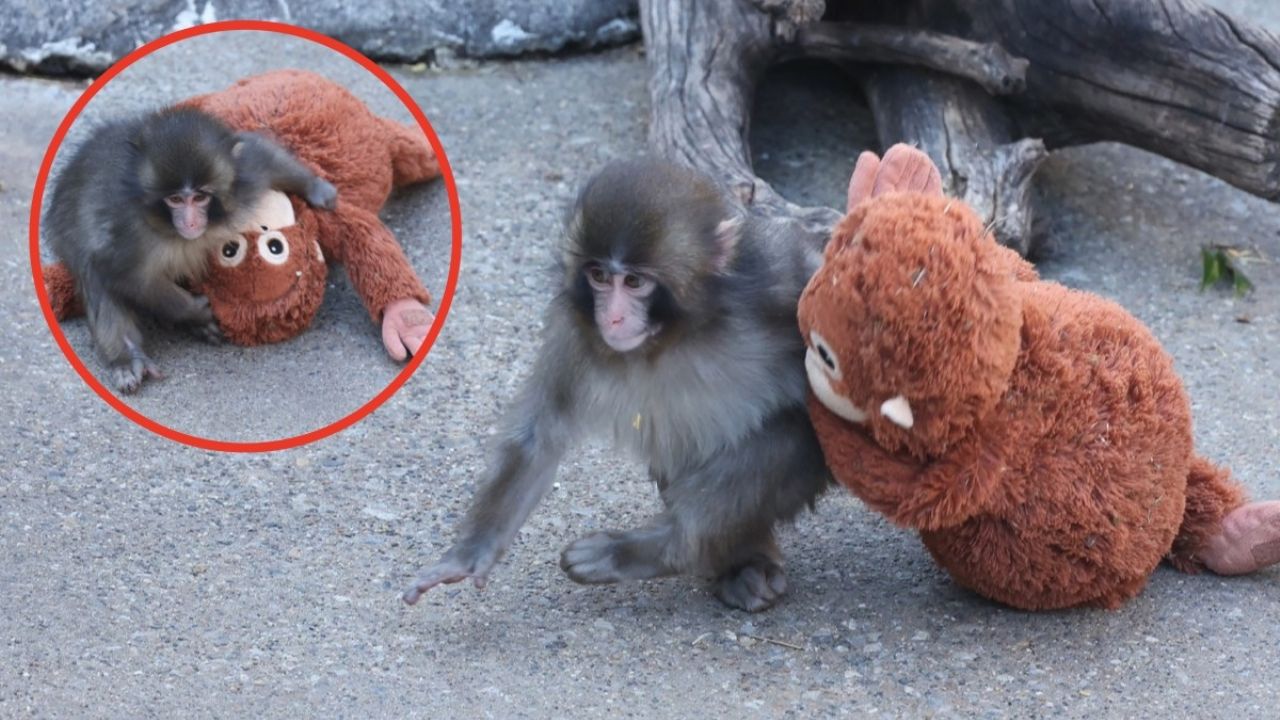 🚨 ¡El peluche Lupe del mono bebé Punch se agotó y ahora cuesta...
