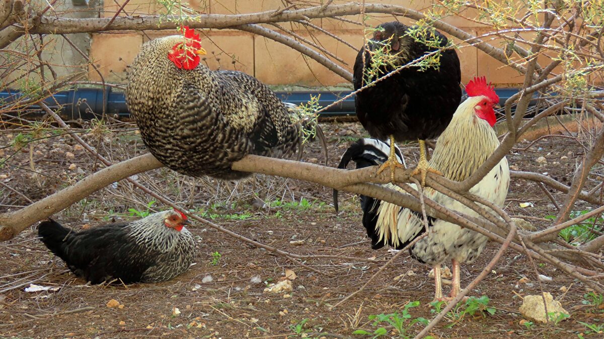 🐓 ¿La enfermedad de Newcastle va a hacer pollo la crisis del p...