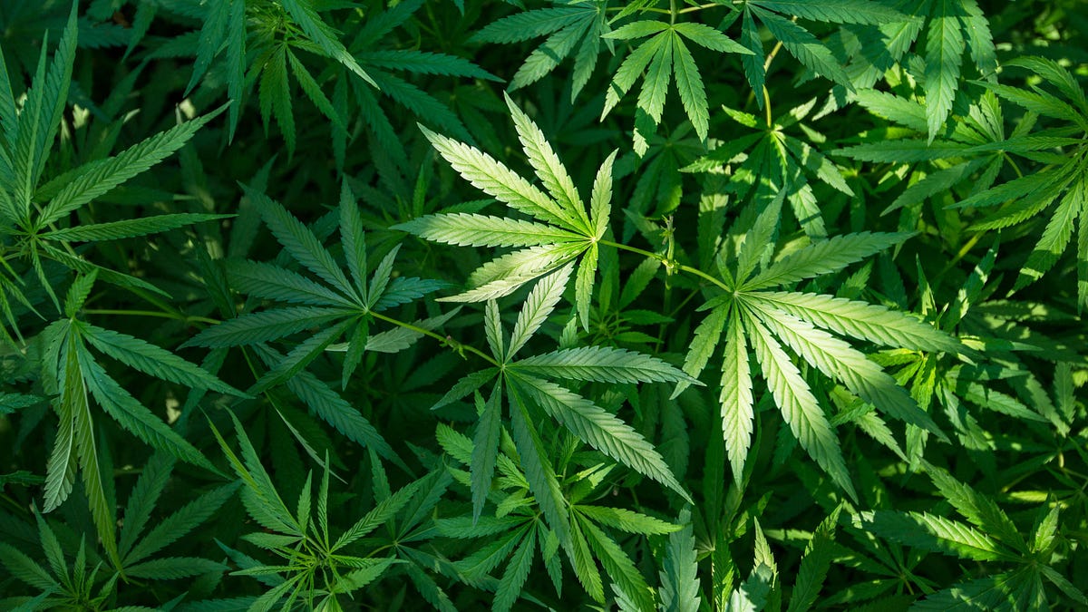 🚀 ¿El 420 es Día de Acción de Gracias para Técnicos de Código?