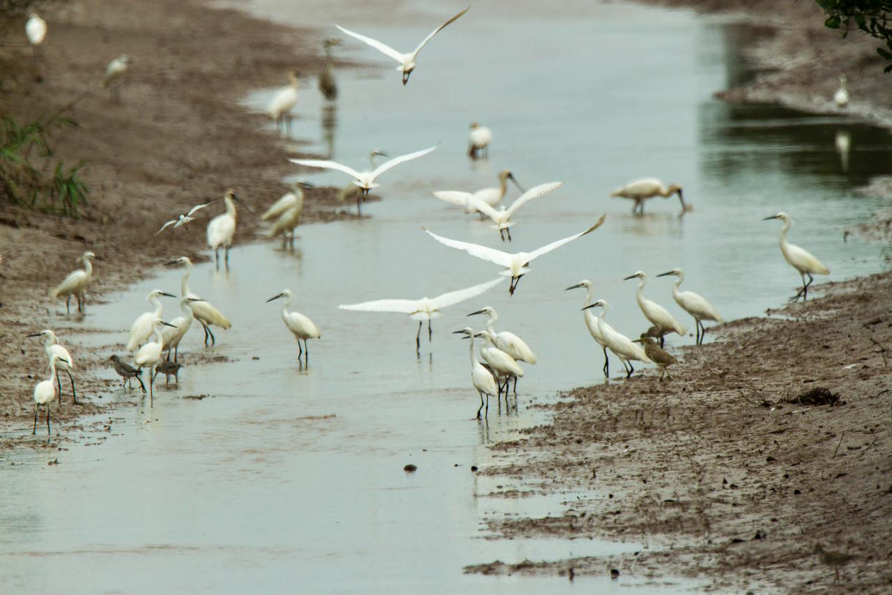🐦 ¿Influenza aviar en General Madariaga? ¡No te preocupes, es ...