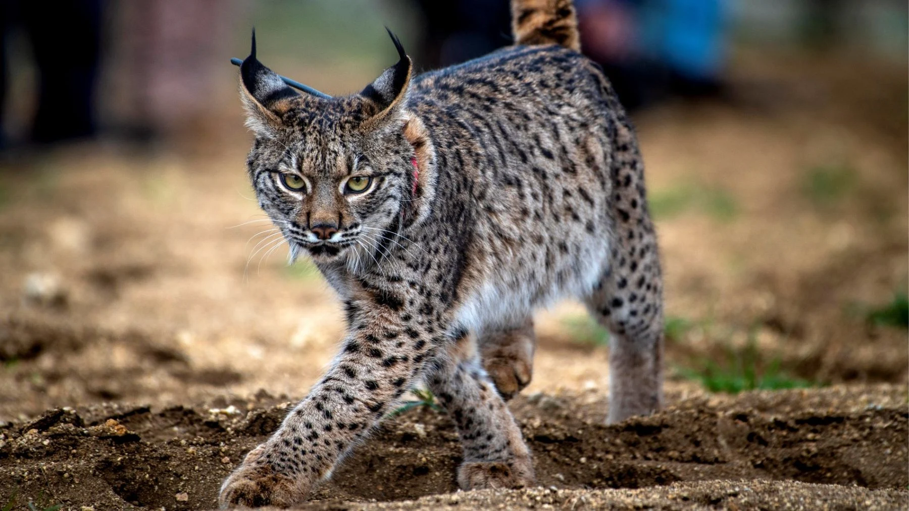 🐾 ¿Los linces se mezclan o se convierten en lusitanicos?
