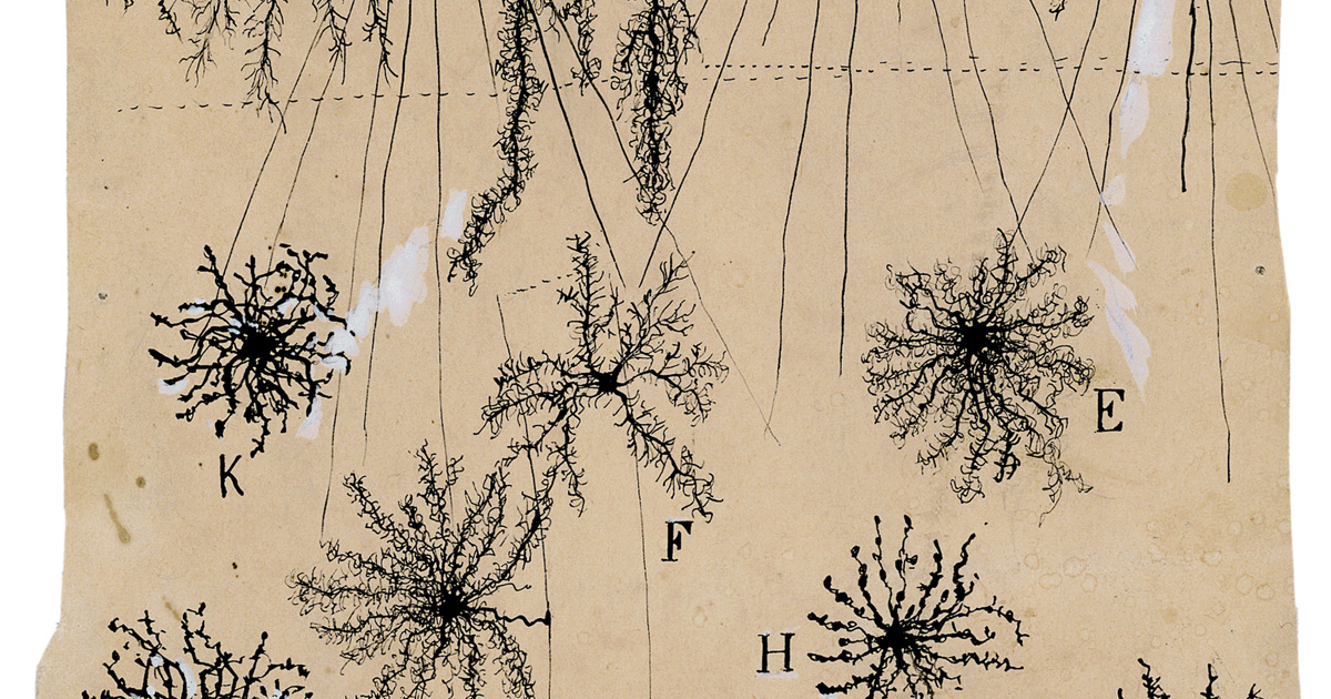 ¿Cerebro de 1.5 o conciencia de cuerpo entero? 🤯