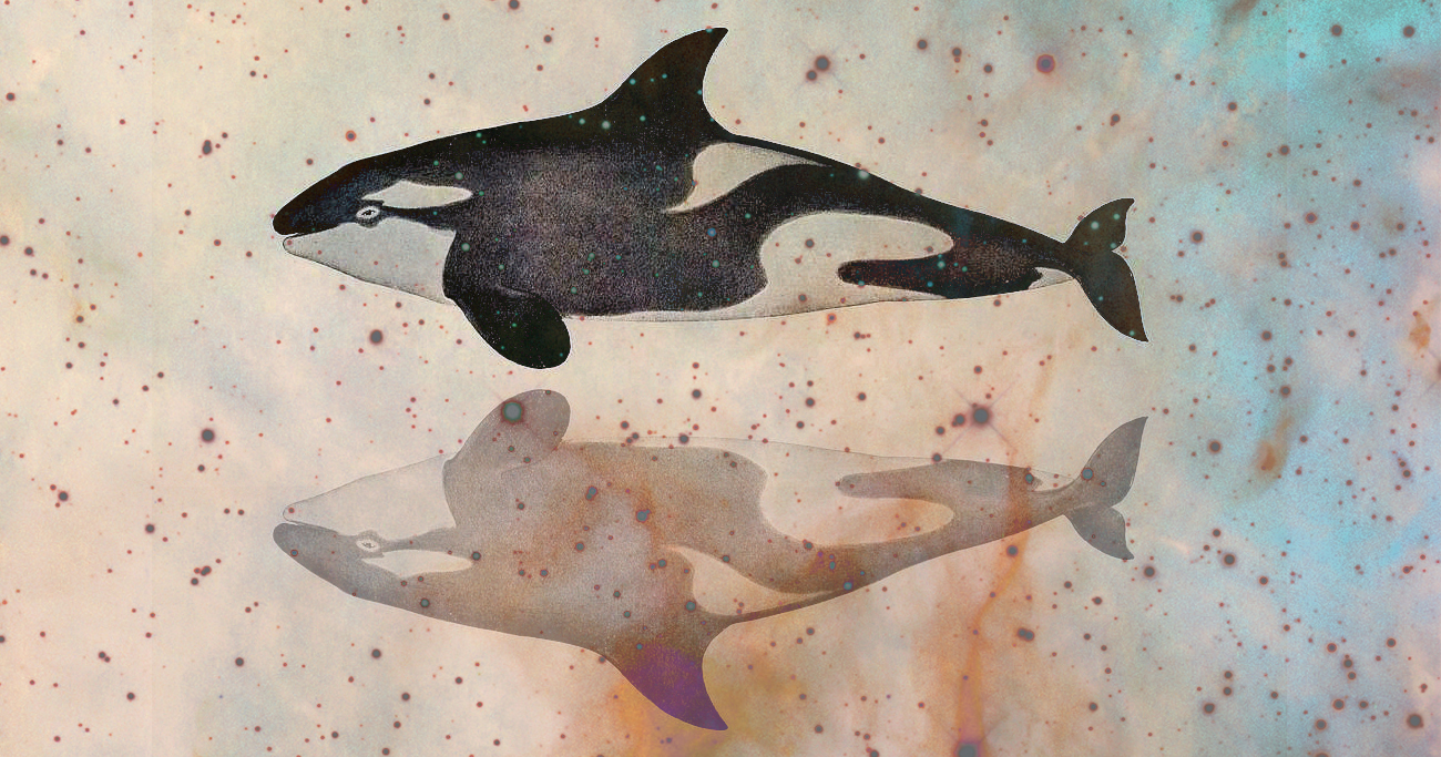 🐳 ¿Las Orcas son la Verdadera Maestra de la Creatividad o Solo...