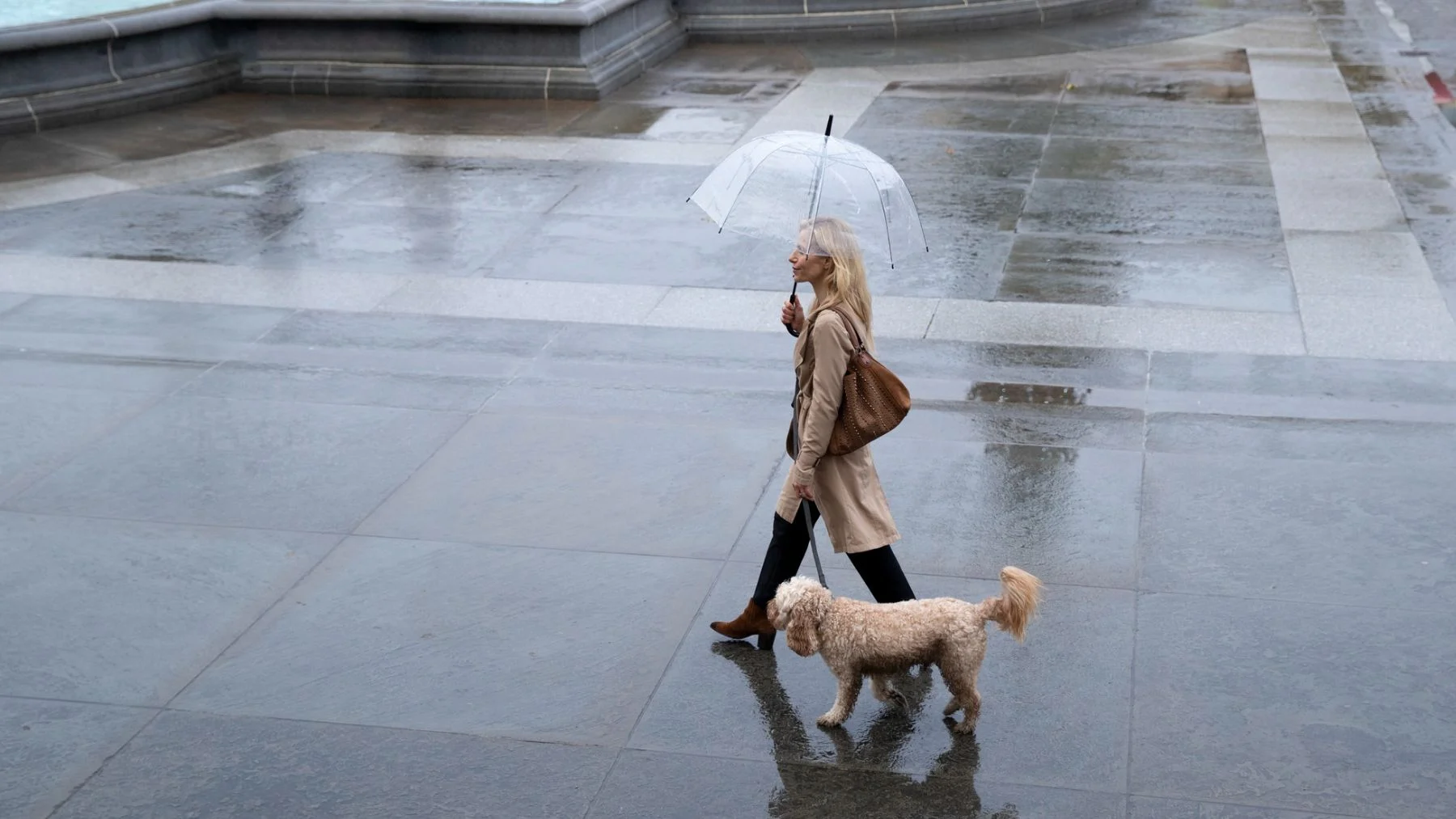 🚨 ¿Tu Perro Sobrevivirá a la Inundación?
