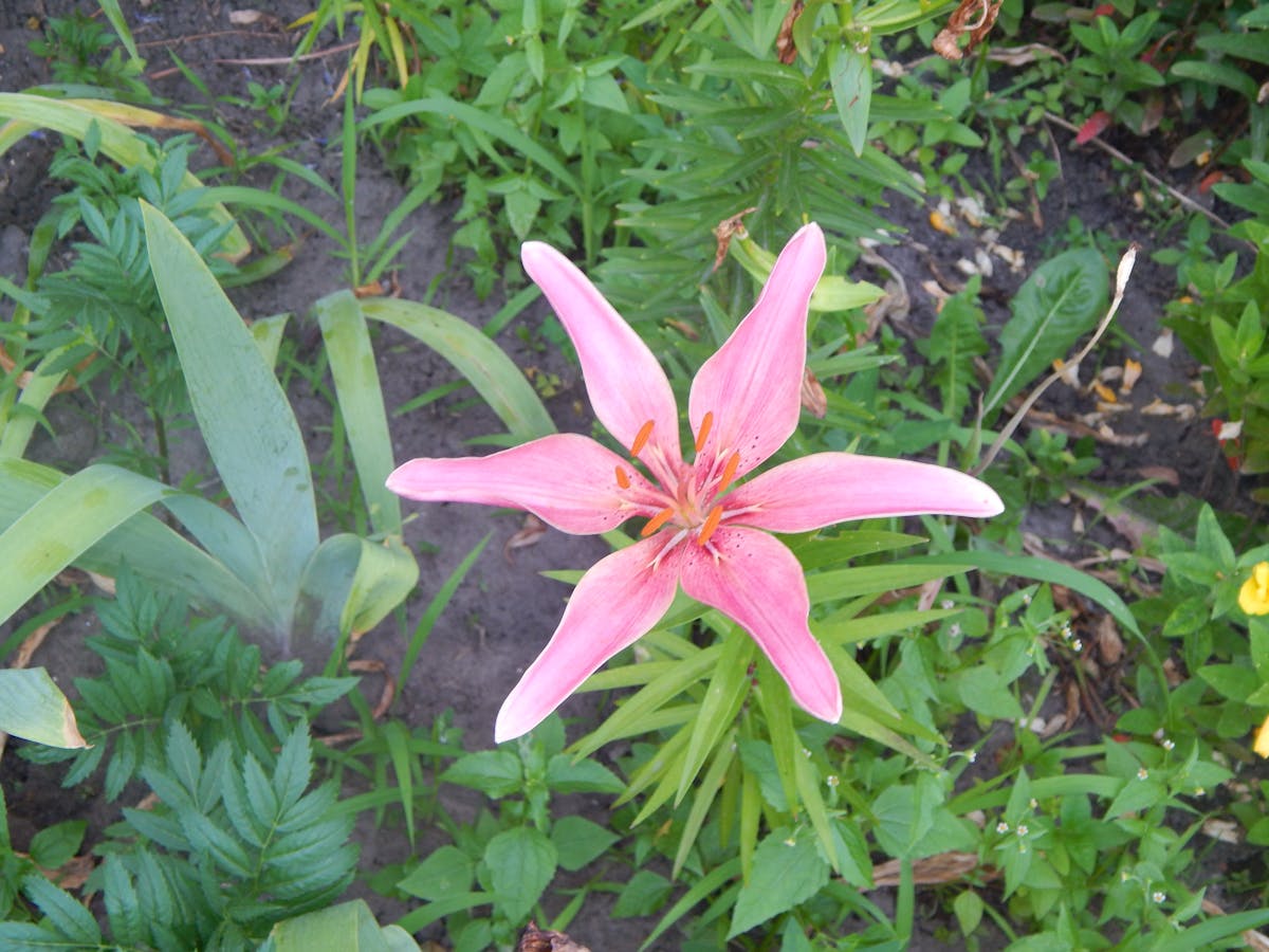 ¿Las Embajadoras de la Belleza Están Preparadas para el <s...