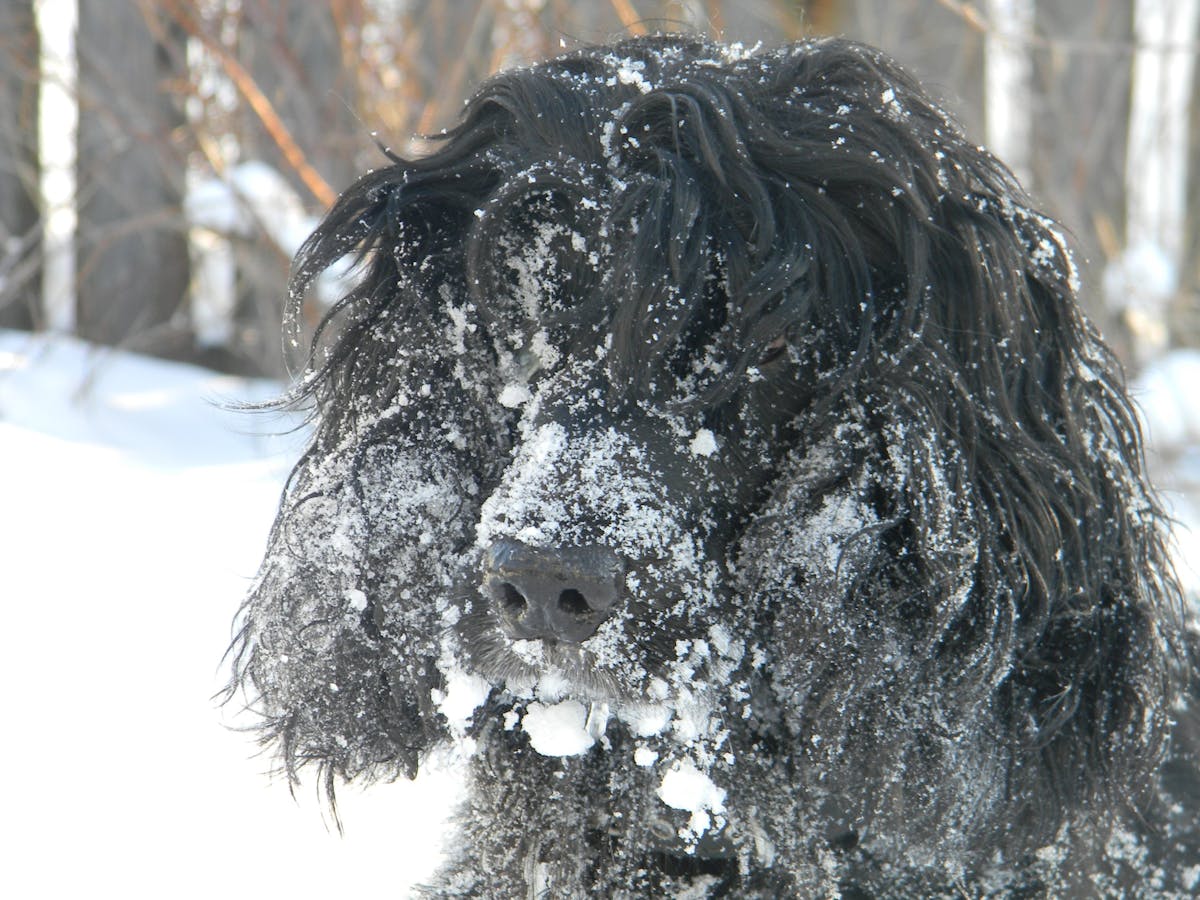 ¿A quién le va a ganar al Darderi? 🤔