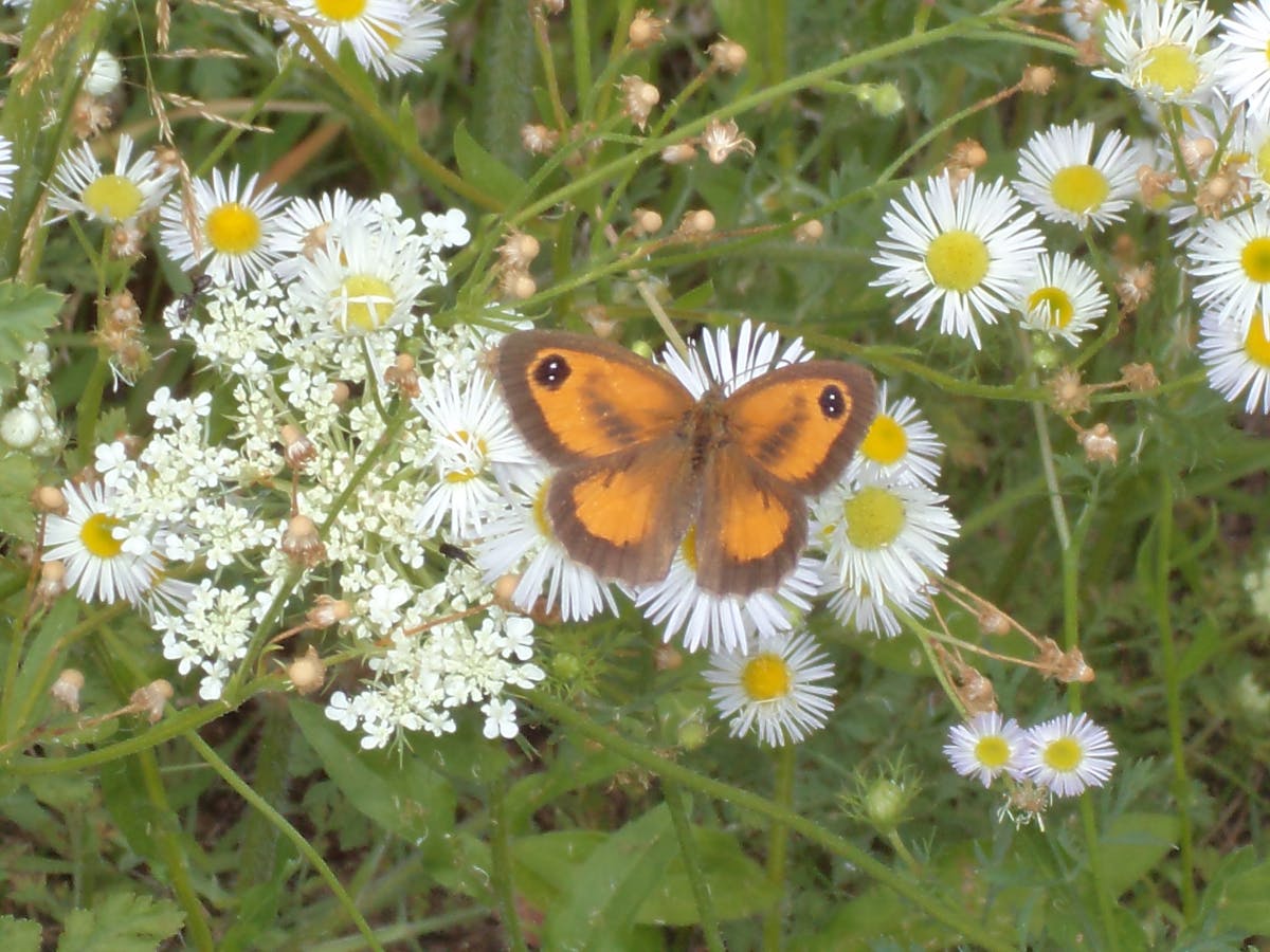 ¿La vampira de Barcelona te va a dar sueños? 🎬