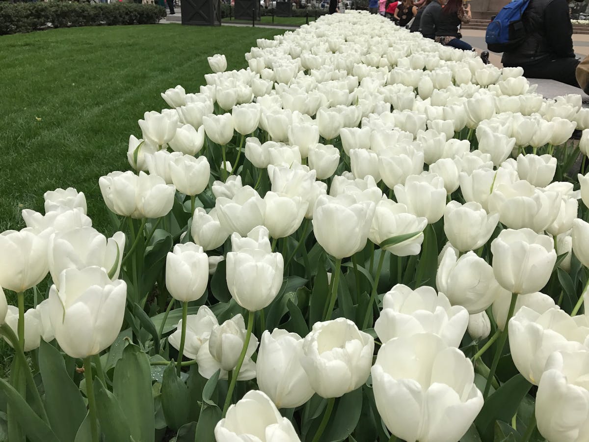 ¿Canadá se vuelve el mejor amigo de Groenlandia mientras Trump...