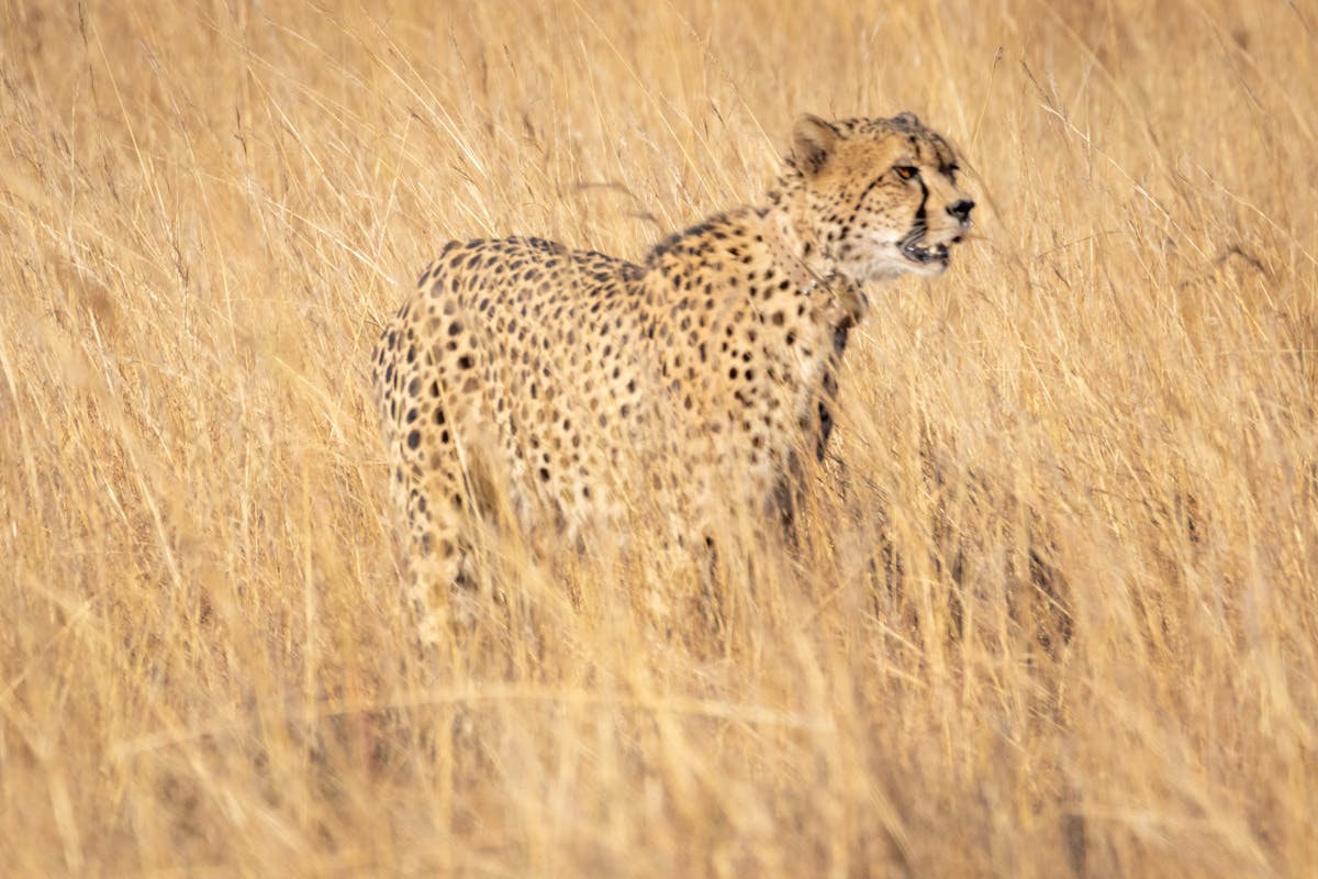 ¿Tu Teléfono Ya Es Tu Cerebro? 🤯 El Mobile World Congress ...