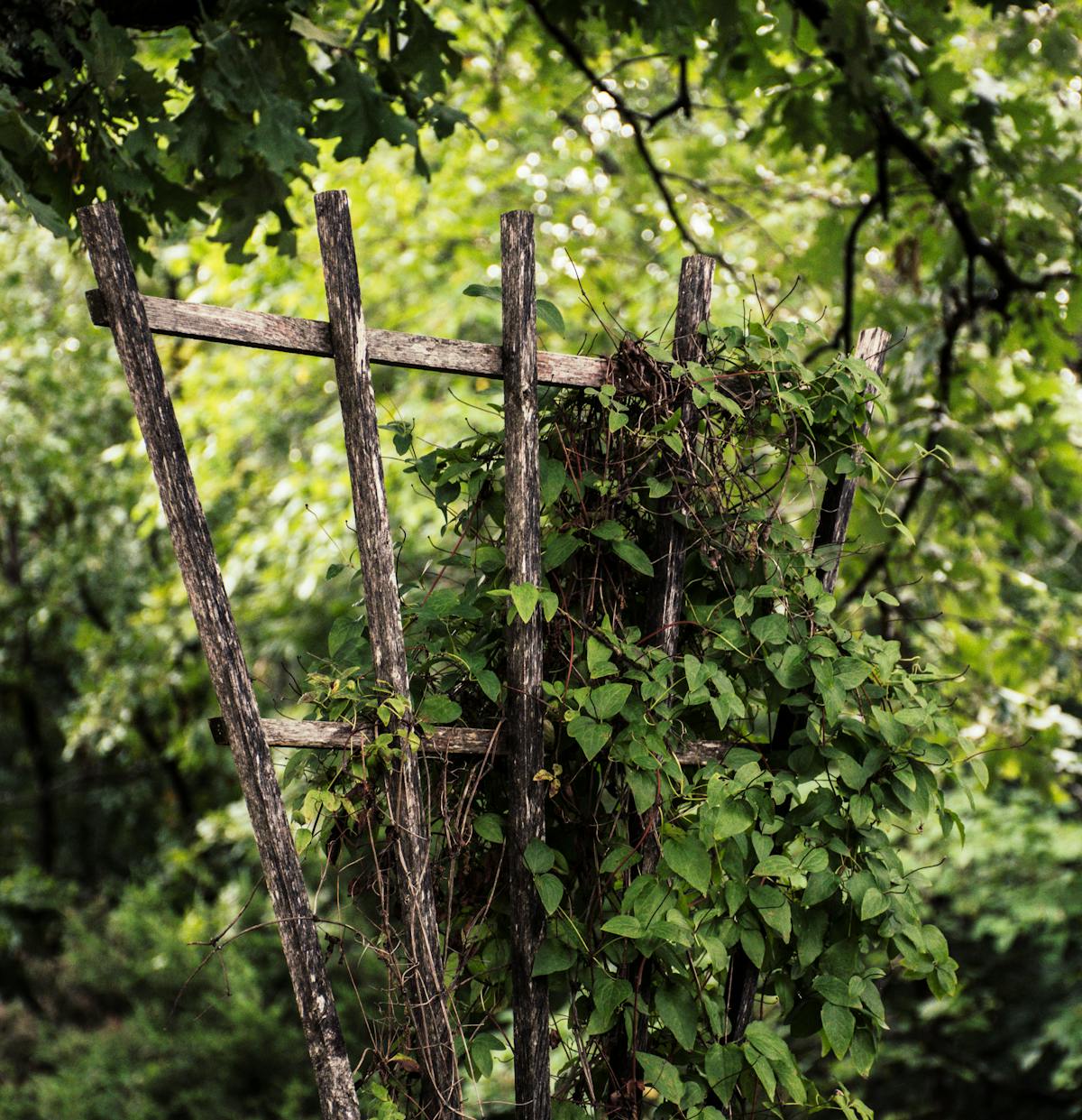 🚨 ¿El Supremo se Robó el Control de Trump?