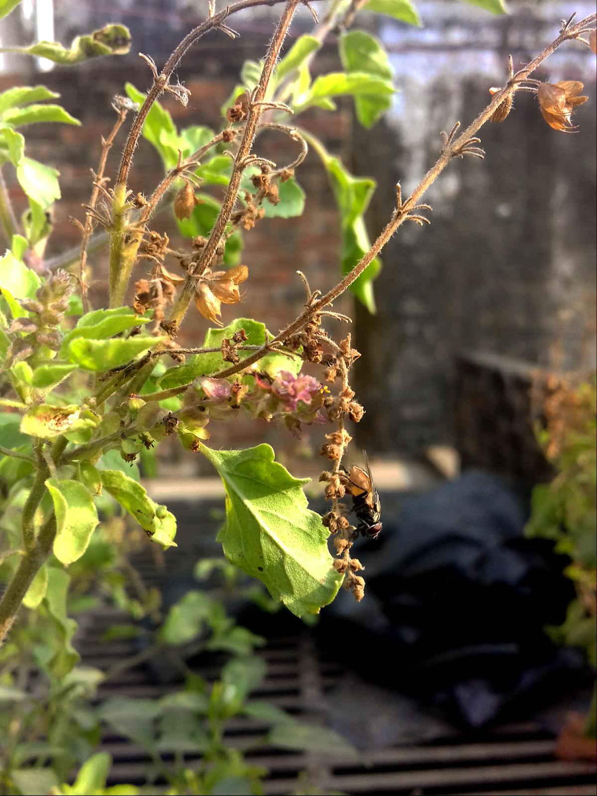 ¿Puedo sobrevivir sin consejos de Instagram pero con un plato ...