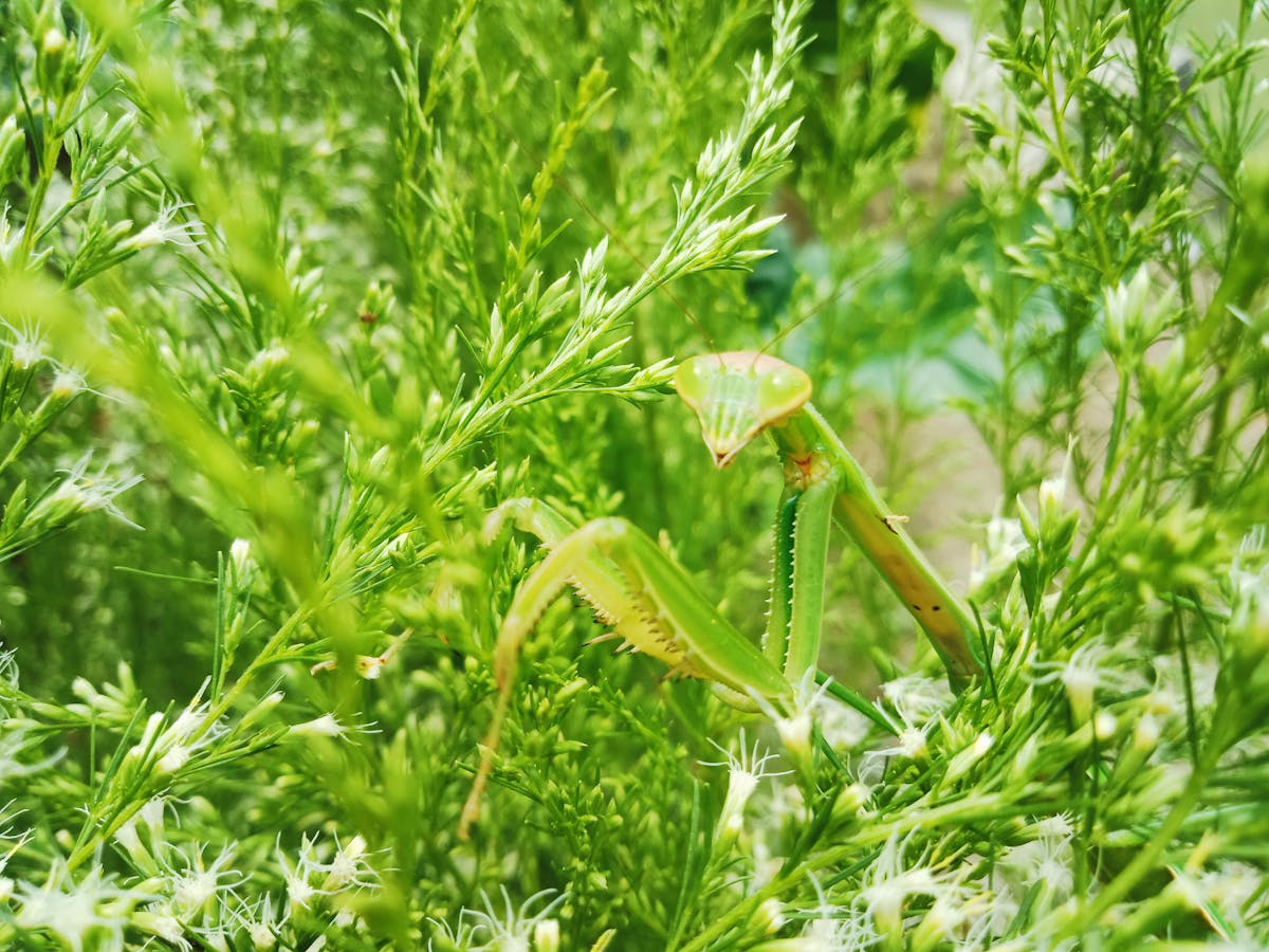 🤔 ¿La Paz en México es Solo un Sueno?