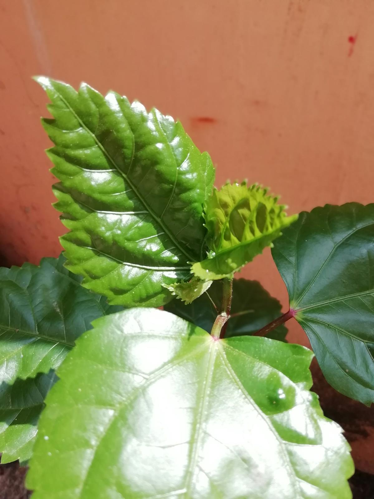 😱 ¿Deportan a lesbiana a país donde la homosexualidad es un de...