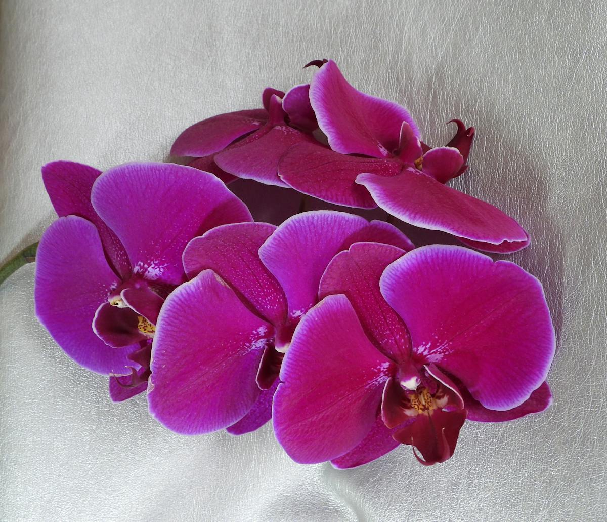 Argentina Sanciona Ley de Modernización Laboral: ¿Se Acabó...