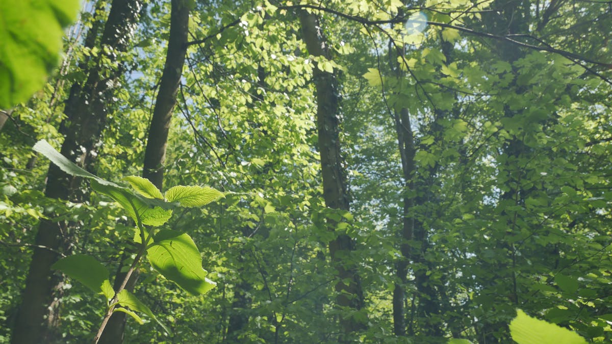 ¿Puedes Embarazarte de una Piel Radiante con Skincare o Es...