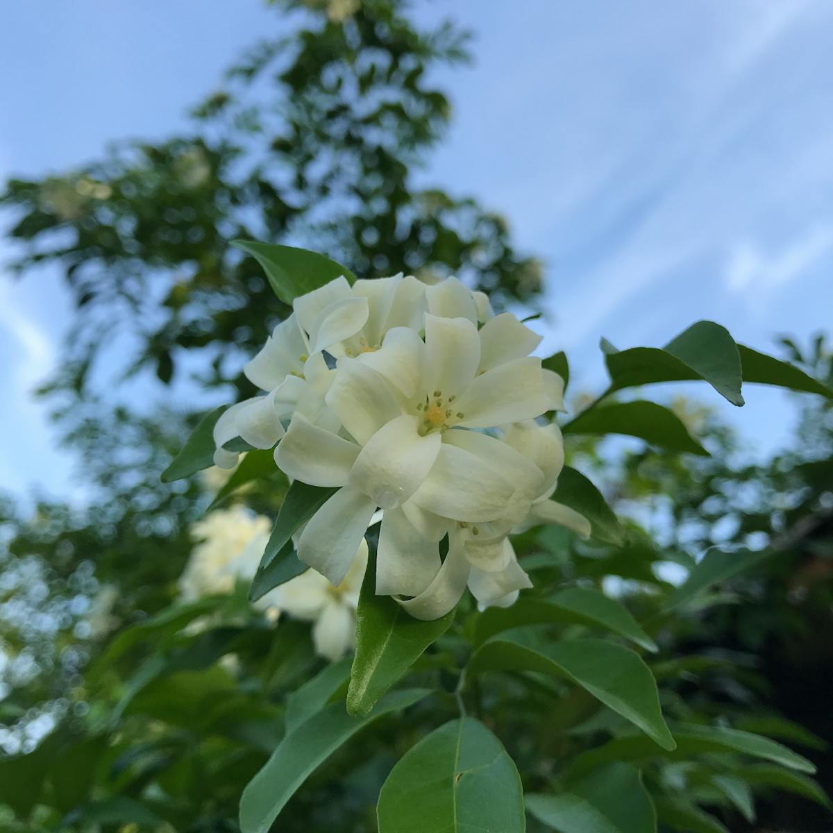 ¿Concierto o Desastre en Gran Canaria? 🤯