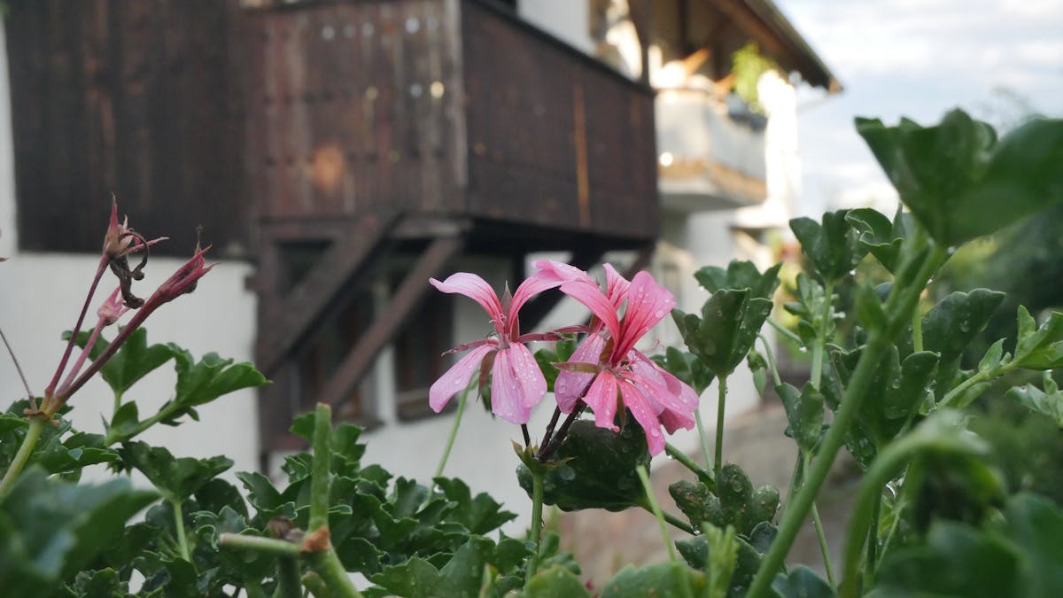 🚨 Jalisco y Michoacán, ¿Qué Pasa con la Seguridad en Tierras d...