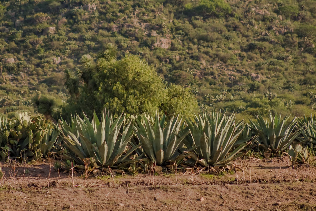 Sheinbaum agradece a Shakira pero ¿Quién Paga el Concierto...