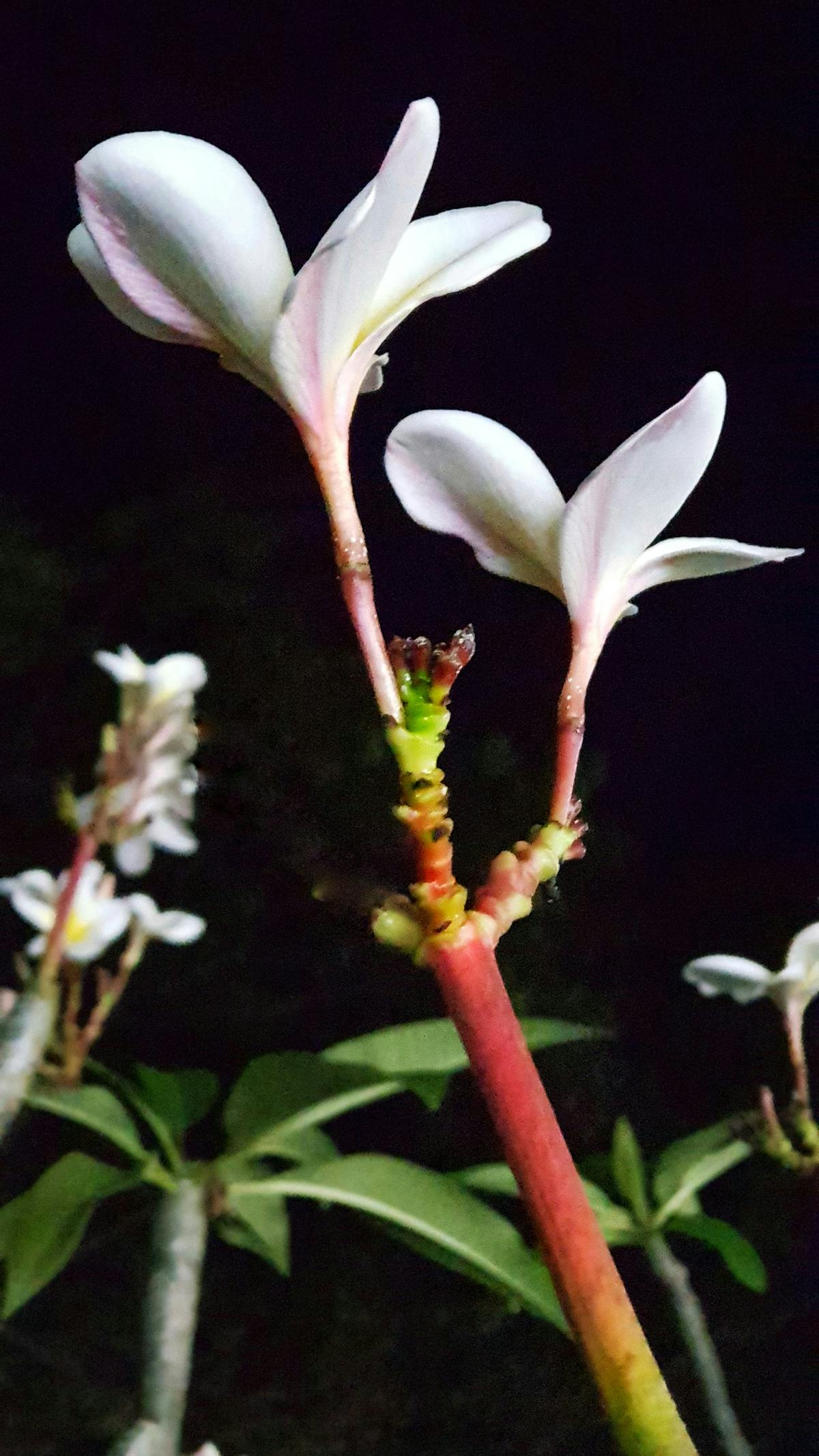 ¿Crees que la Bolsa de Buenos Aires es un Esquema Piramida...