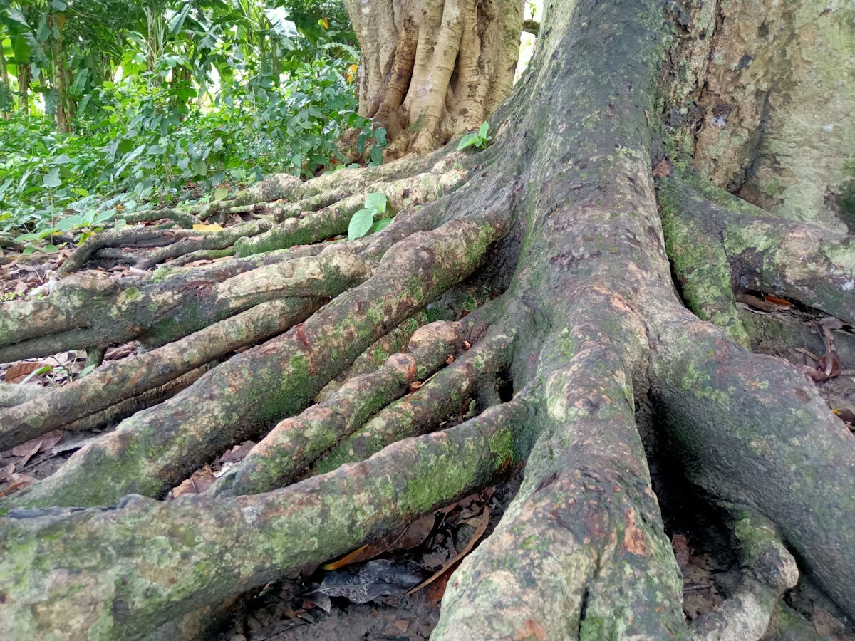 ¡Póker de Poltrones! ¿El Super Bowl es más emocionante que el ...