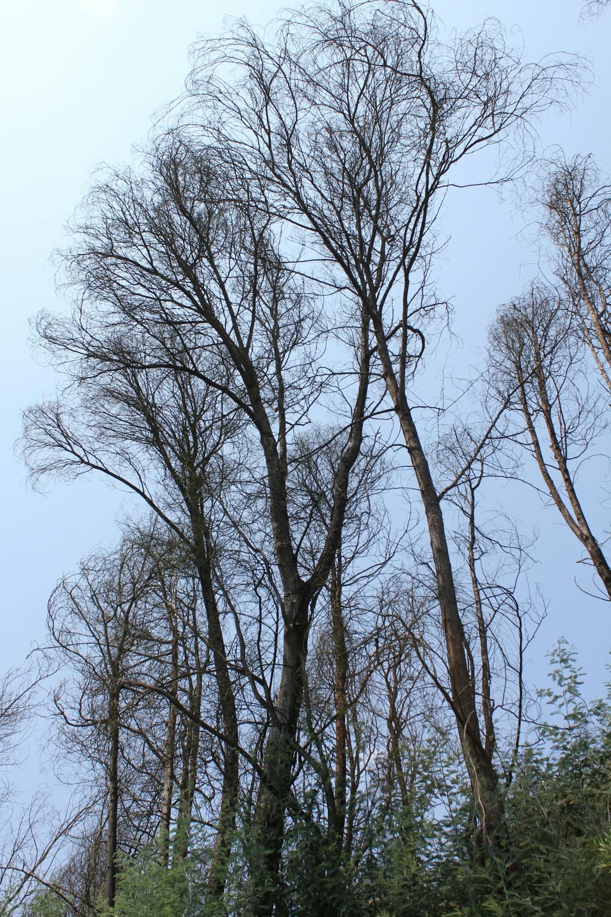 ¿Consejos de Insider o Manual de Soporte? 🤡 Cómo Hablar con ...