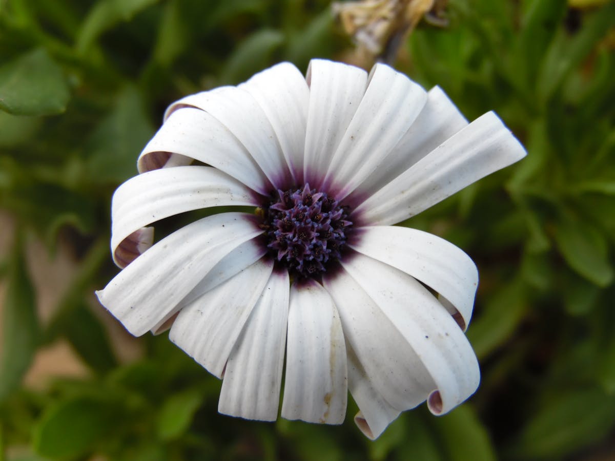 ¿Los Políticos Ya Saben que No Puedes Privatizar la Energía ...