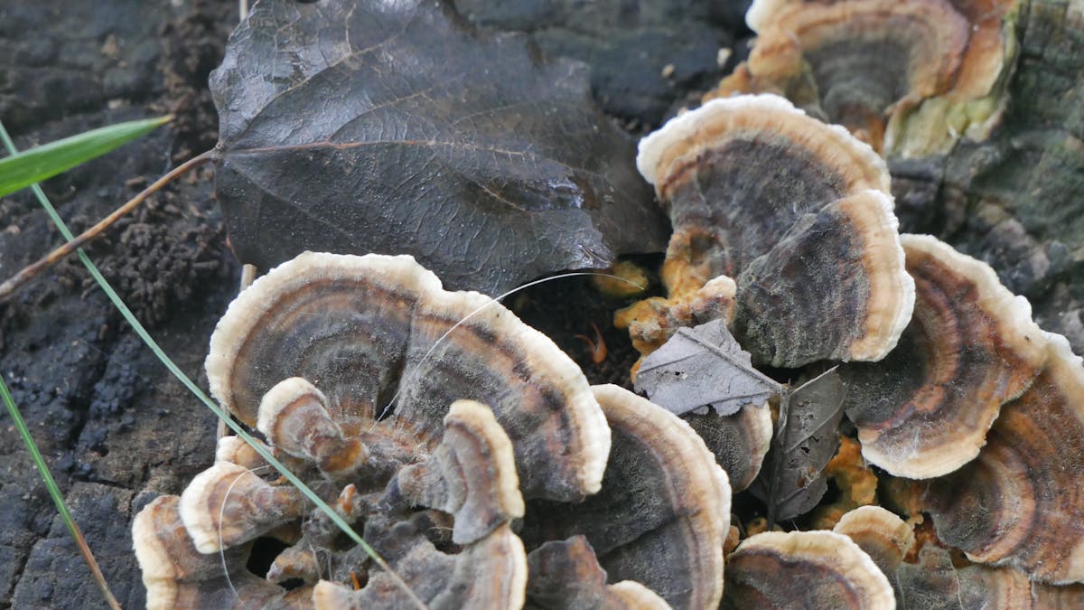 ¡Eres pobre porque eres un bocón, hermano? 🤦‍♂️ 40% de Peruano...