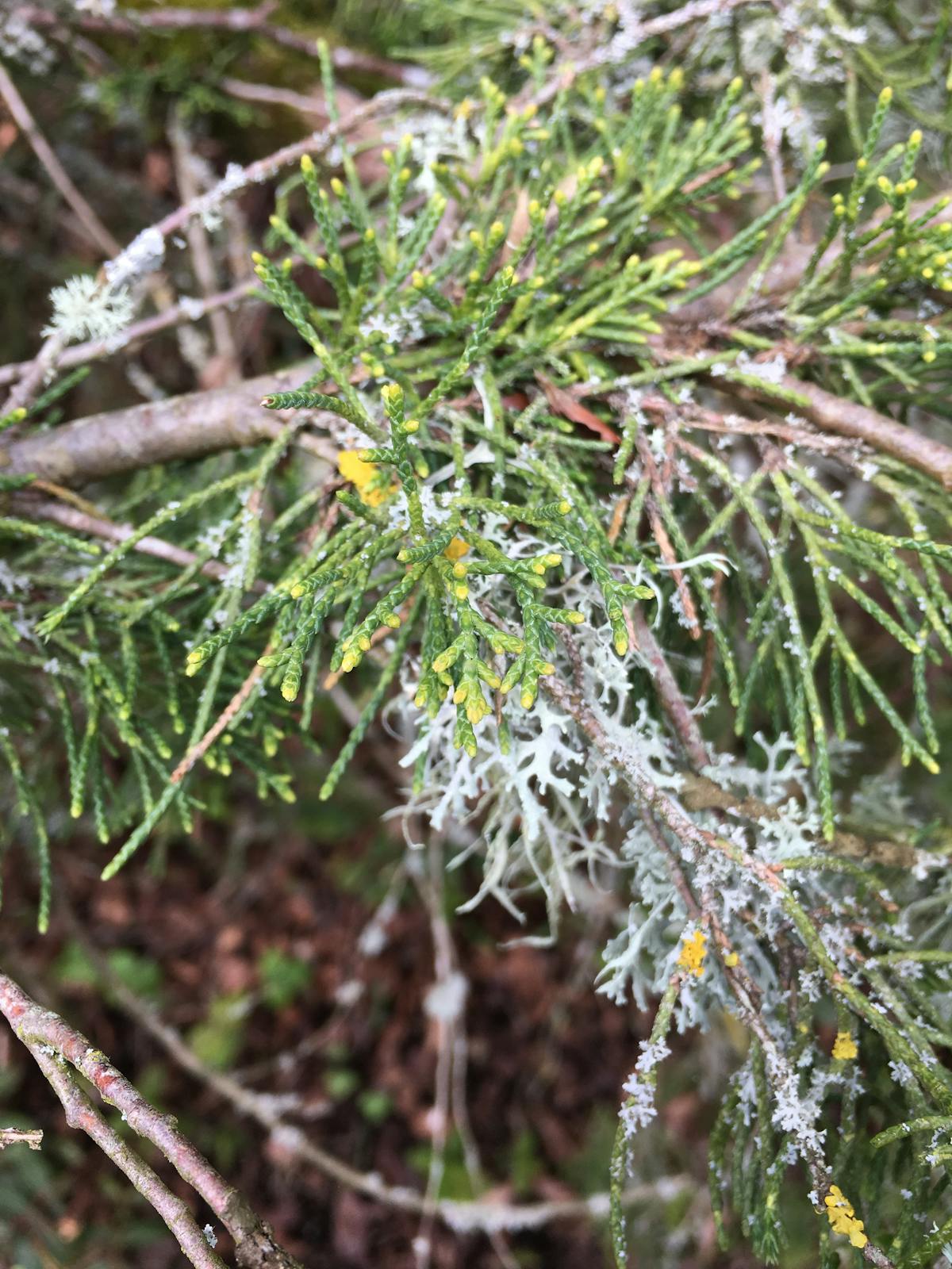 🚩 ¿México Tiene Seguridad para FIFA o Solo Es Falsa Esperanza?