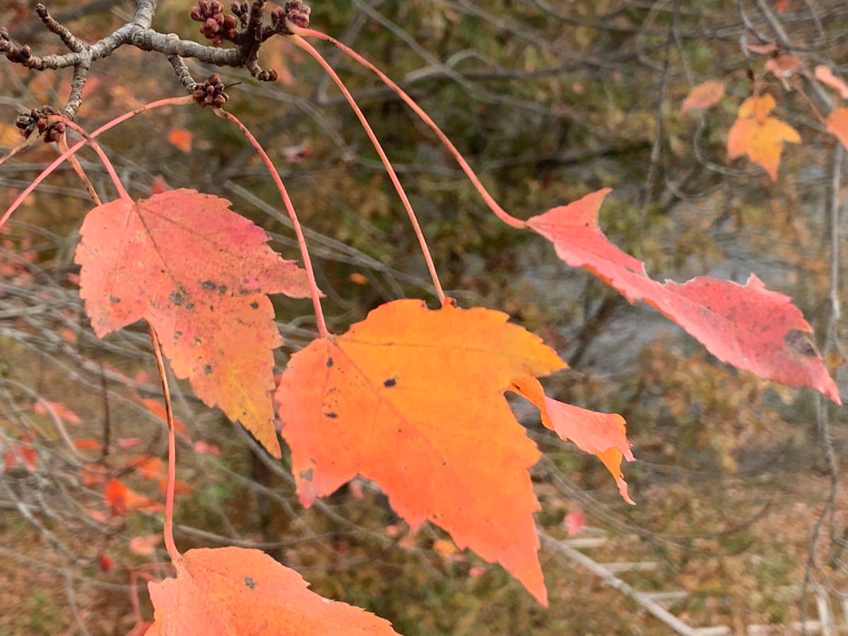 🏆 ¿Alguien sabe qué hora salió el sorteo de semifinales de la ...