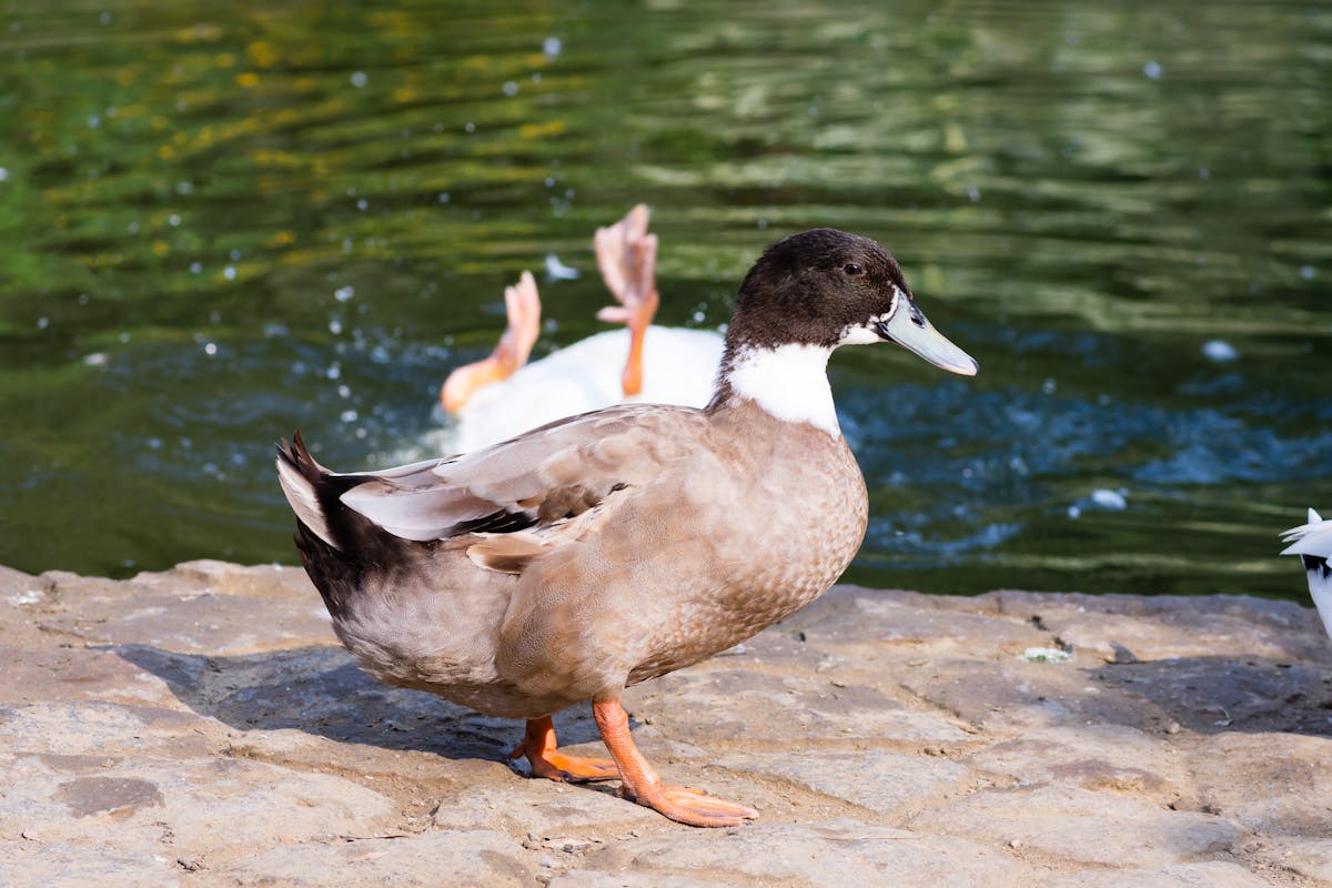 🚗 ¡No, no, no! El auto del año 2026 no es chino, ¡y cuesta más...