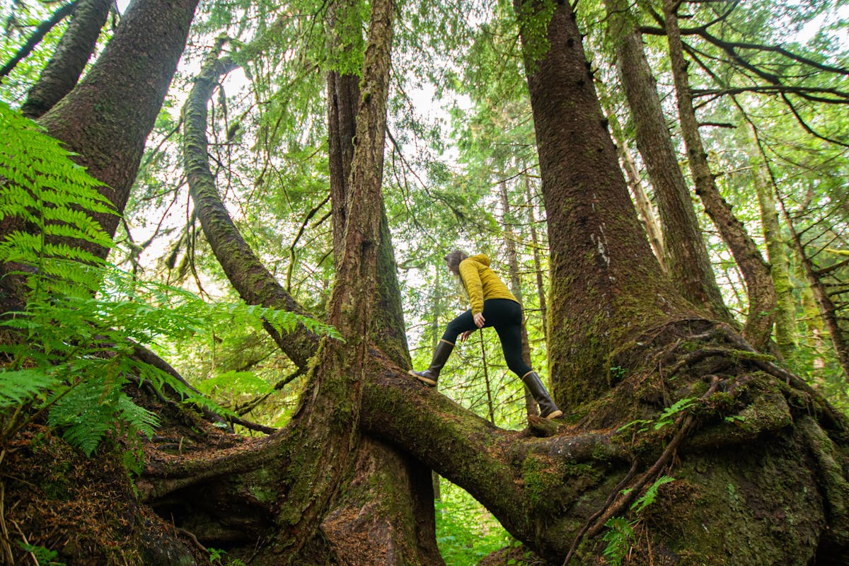 ¿Silvestrismo o Simpletonismo? 🚫 Jilgueros vs. Jinetes