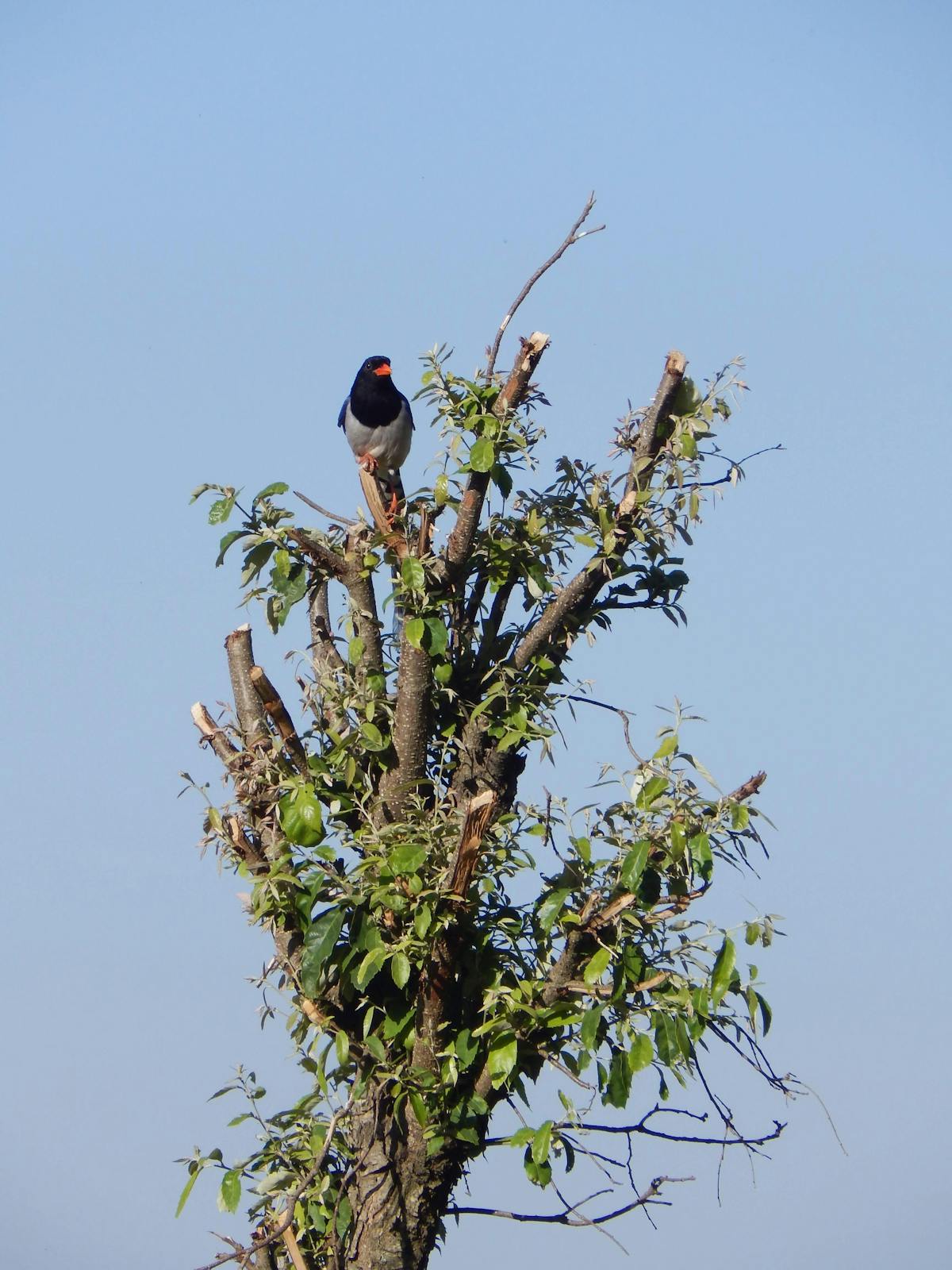 ¿Julio César Rodriguez Quedó para Siempre... o fue un Accident...