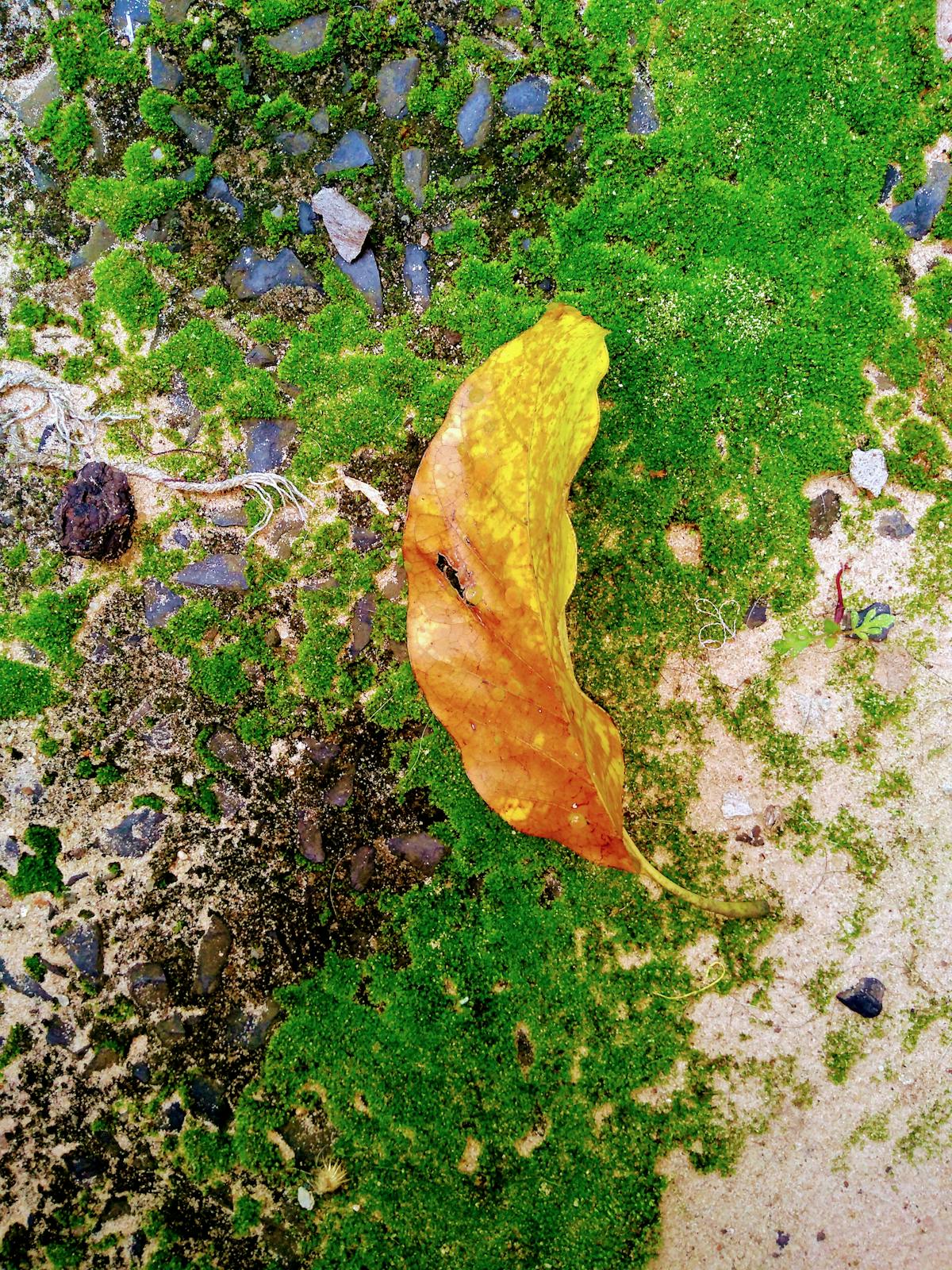¡¿Qué onda?! Donald Trump: ¡No, no, no! ¡Puente entre EU y Can...