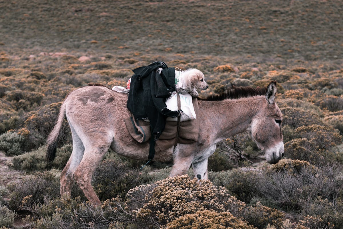 ¿De la Guerra a mi Tarjeta de Crédito? Cuesta ¡$13.456 por...