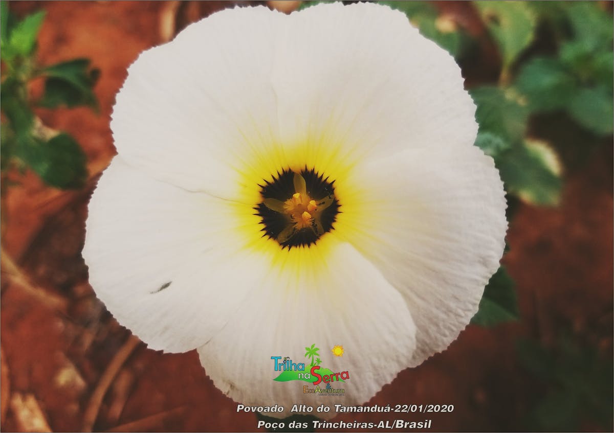 Shakira Llena el Zócalo de la CDMX con 400.000 Fans, ¿Quién Le...