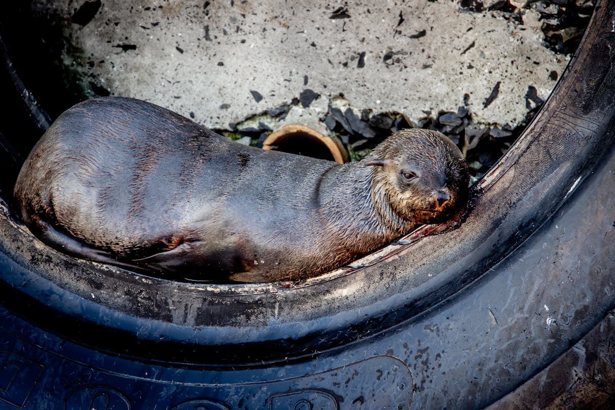 🤯 ¿Argentina, ¿ya es hora de renovar a la población?