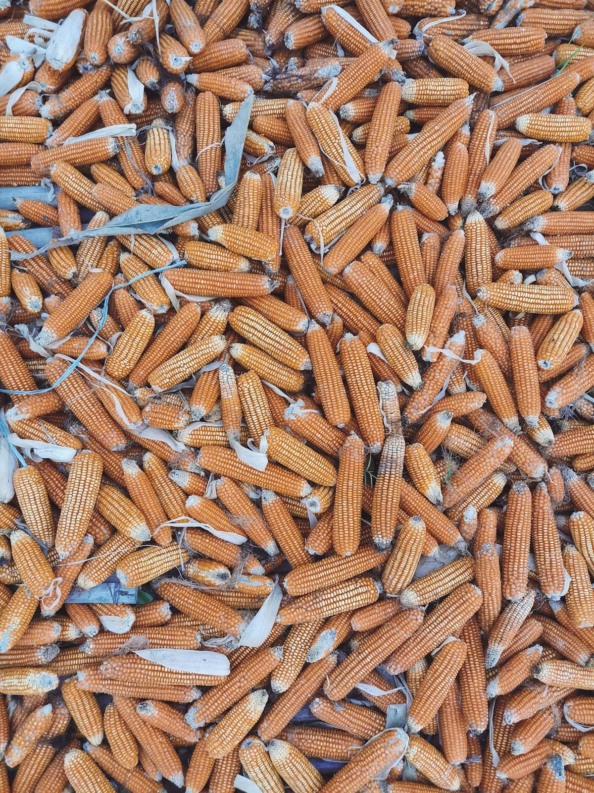 ¿Los Españoles Ganarán la Eurocopa de Fútbol Sala o ¿Sólo Son ...