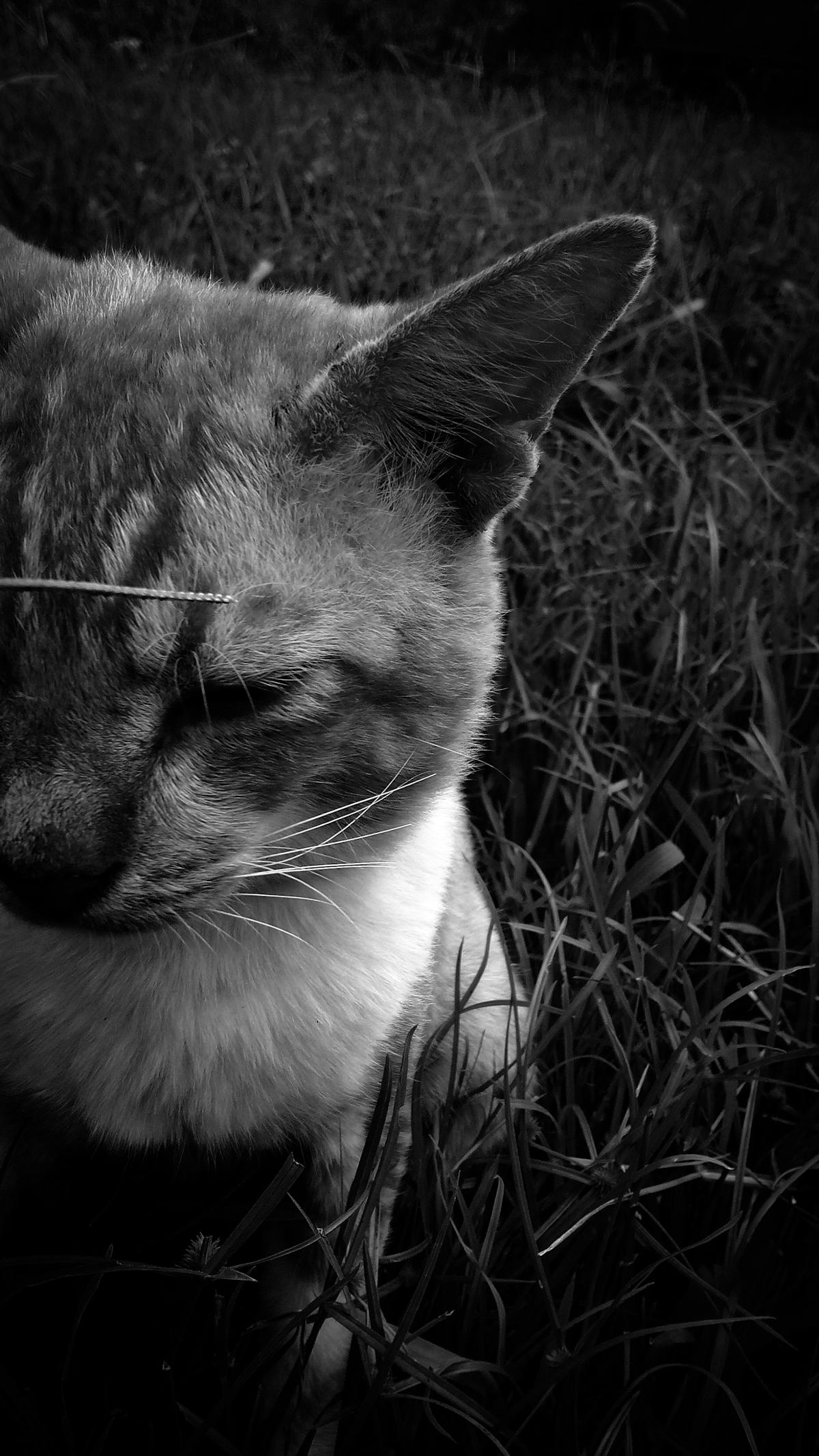 ¡Fútbol, ¿ya estás listo para #ModoPro? 📺