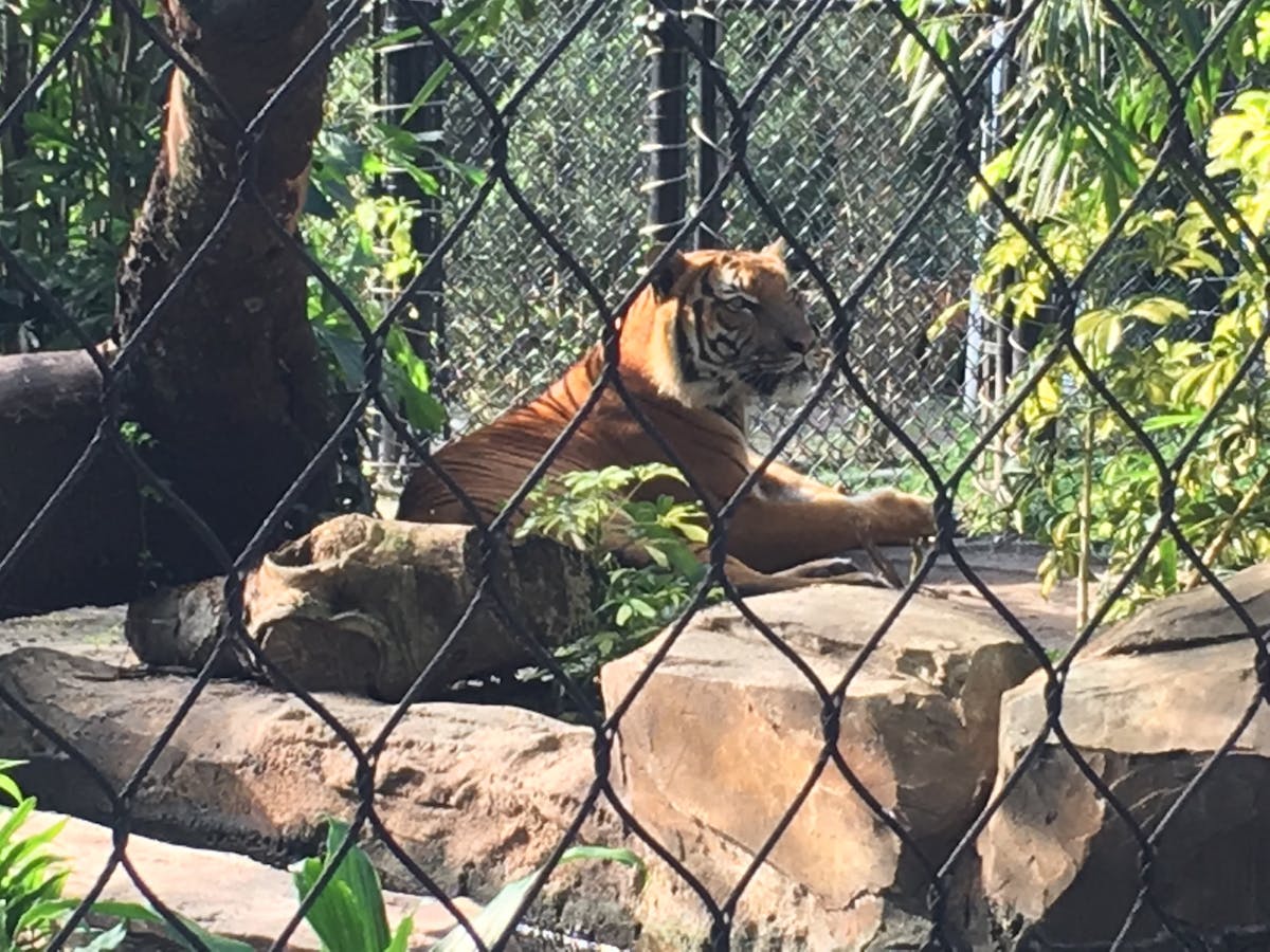 ¡Ojo aquí! ¿Cuánto costó el sushi de Kenzo? 🍣