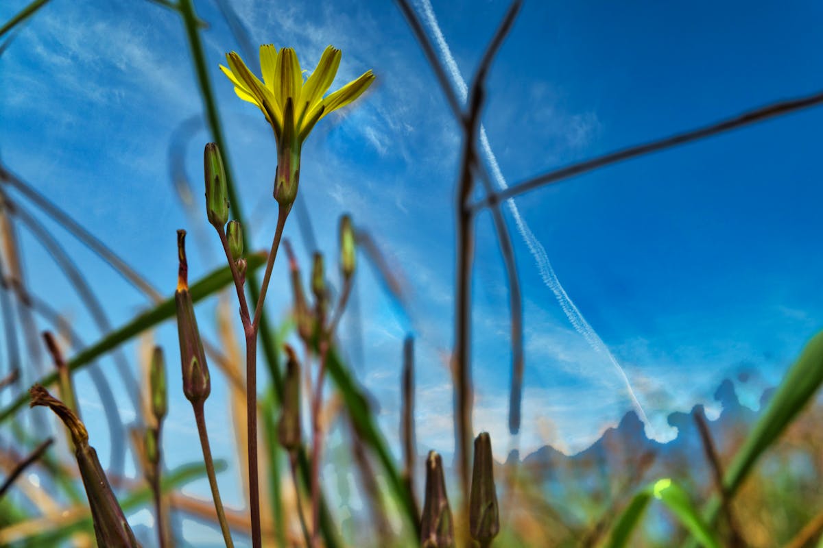 🚗 ¿La Caravana del Zorro 2026 Se Quedó Sin Gasolina en Esquipu...