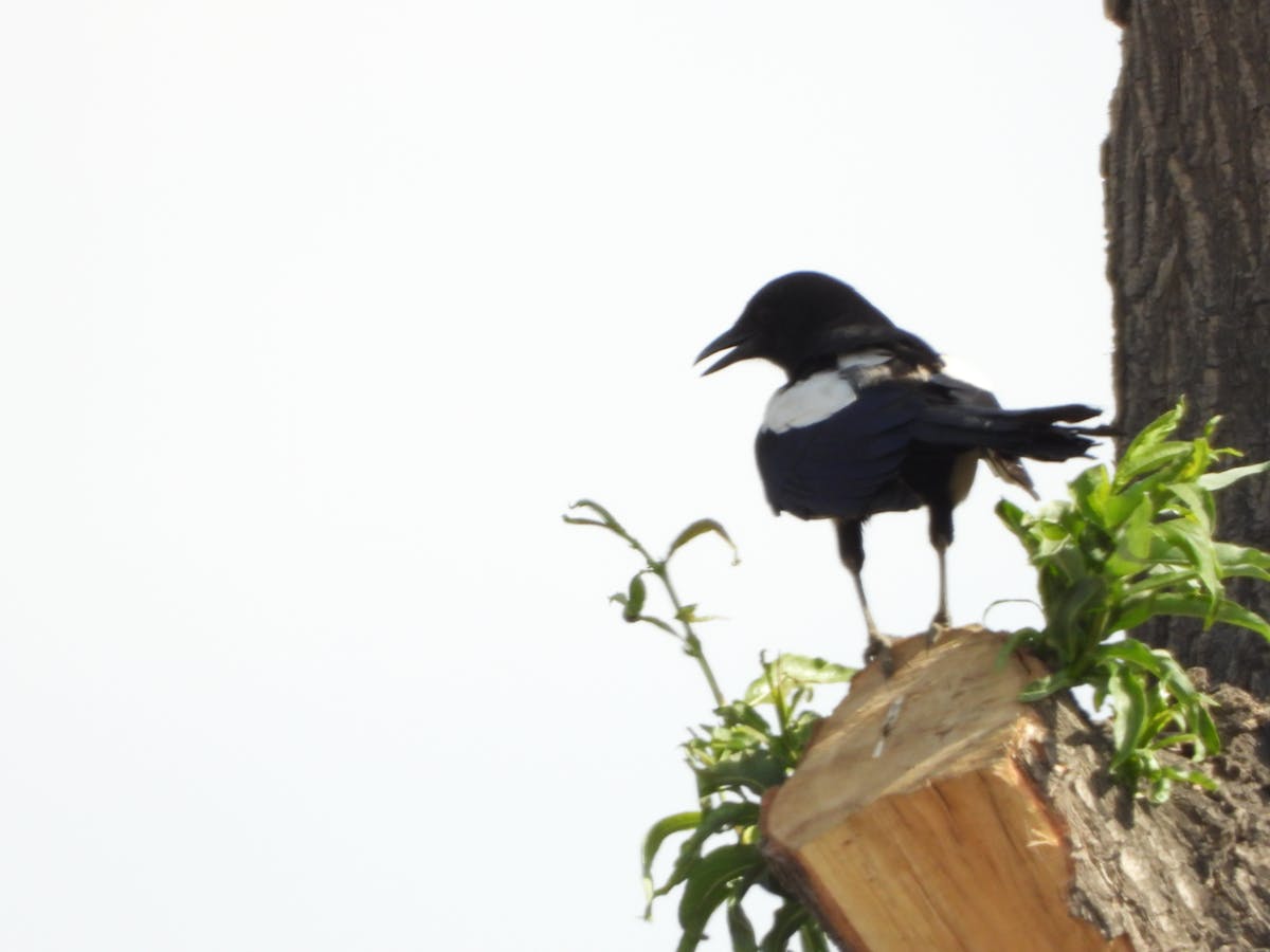 🚨 ¿Explode la paz en Bogotá durante elecciones? 🤯