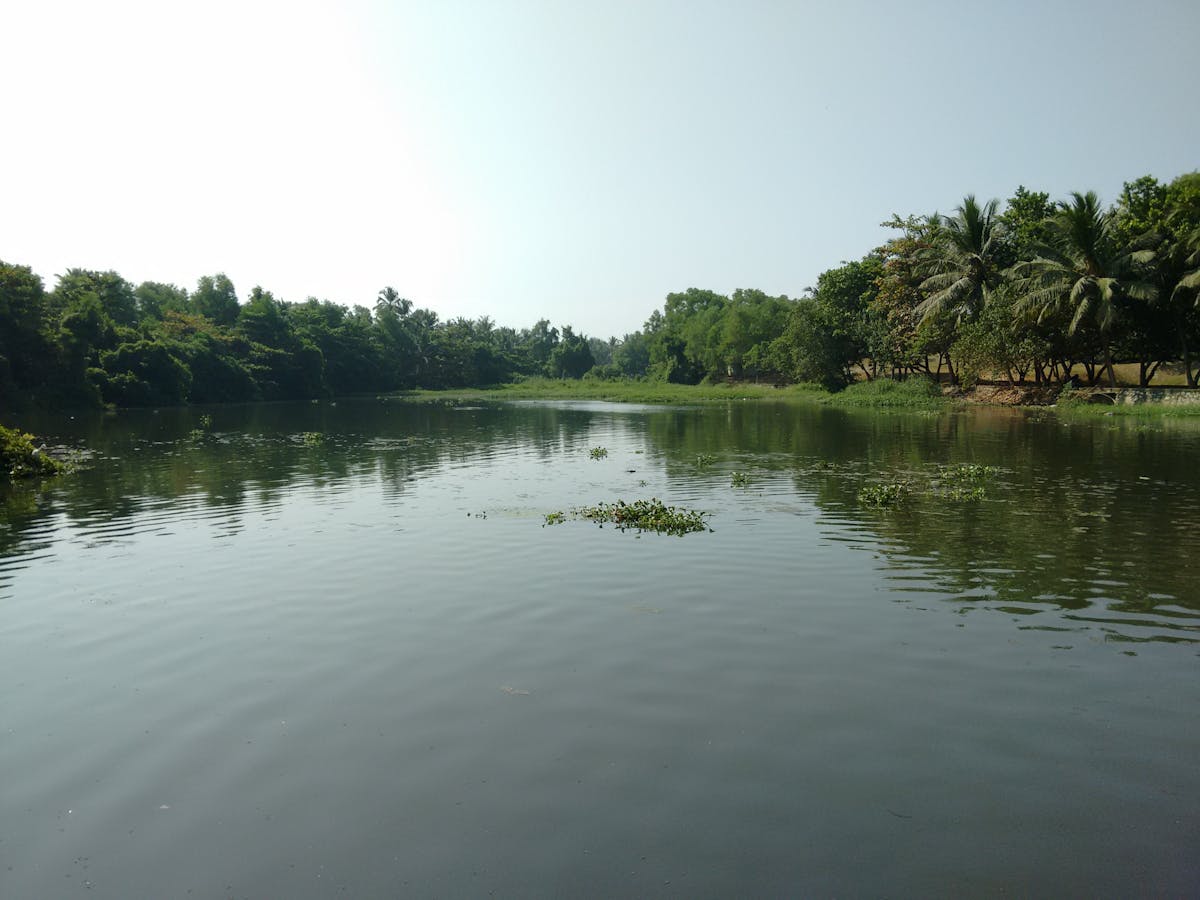 ¿Llegó la época de Trump hacerse pasar por experto en primates? 🐒