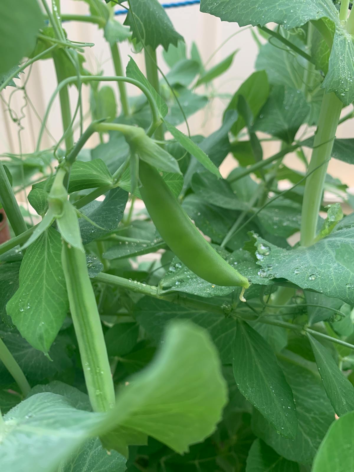 ¿Agente del Tiempo o Chatbot de la Renta? (puedes em...