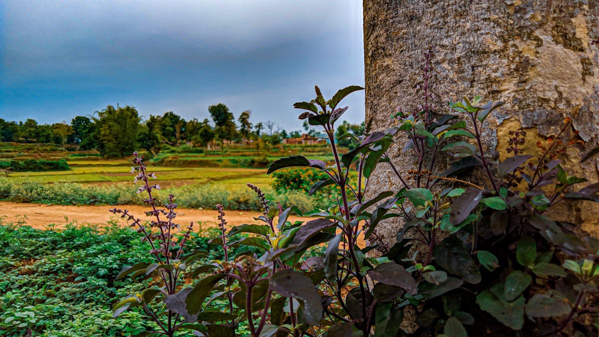 ¿Vamos a Ganar Medallas o Solamente a Congelarnos? 🏂