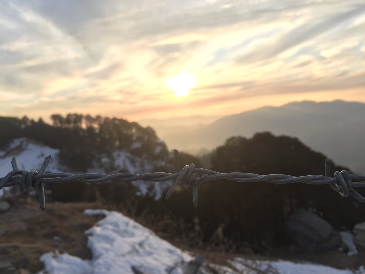 🚩 ¿Pegarle a los perros es un síntoma de falta de ciberseg...