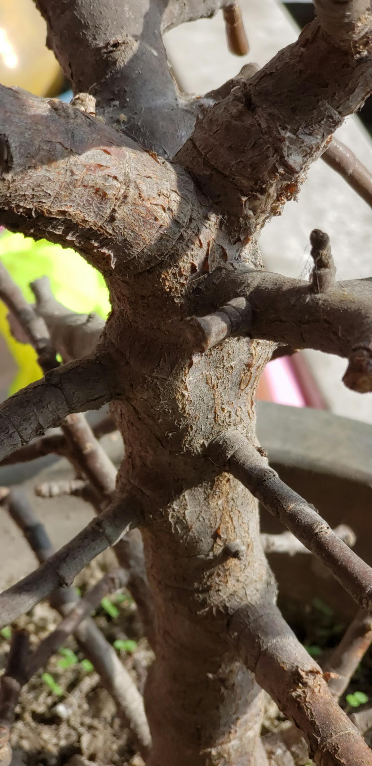 😂 ¿Dónde es el Curi que Me Hace Reír y No Me Mata?