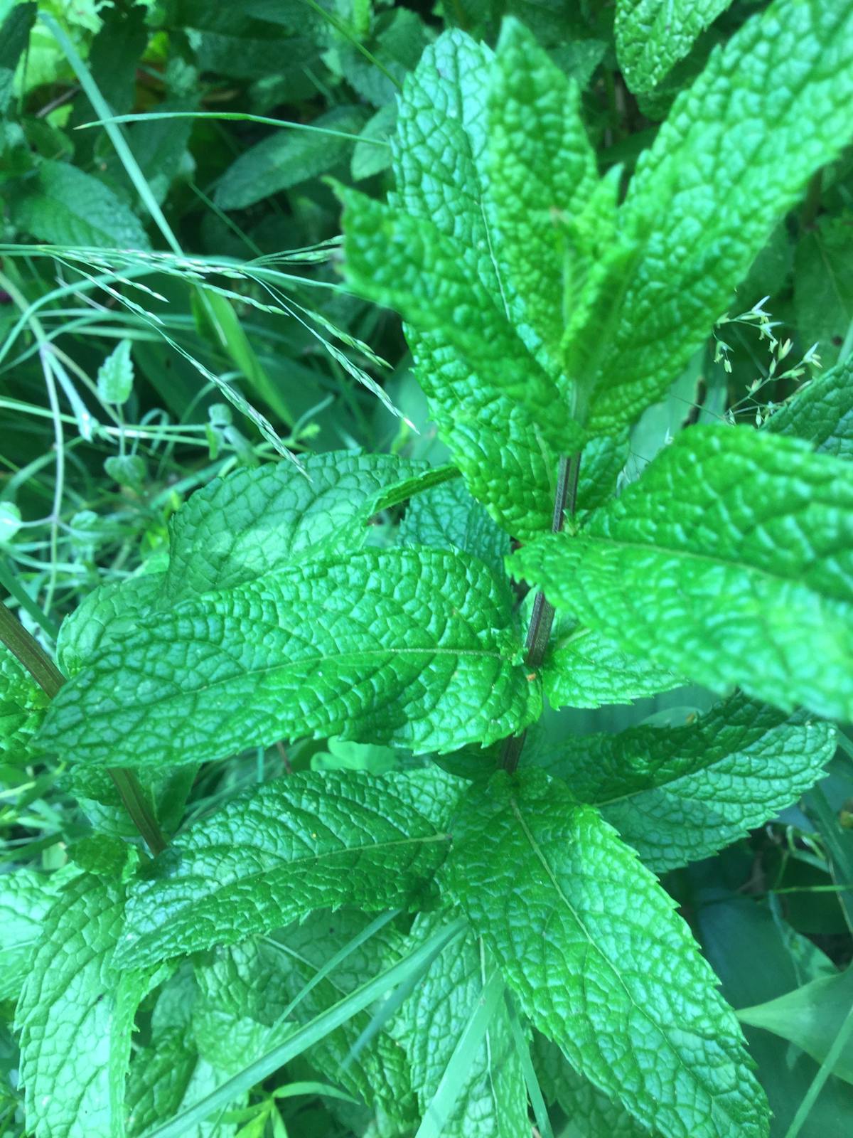 😱 ¿Se Contrajo la Economía Canadiense o Solo Está Desmayada?