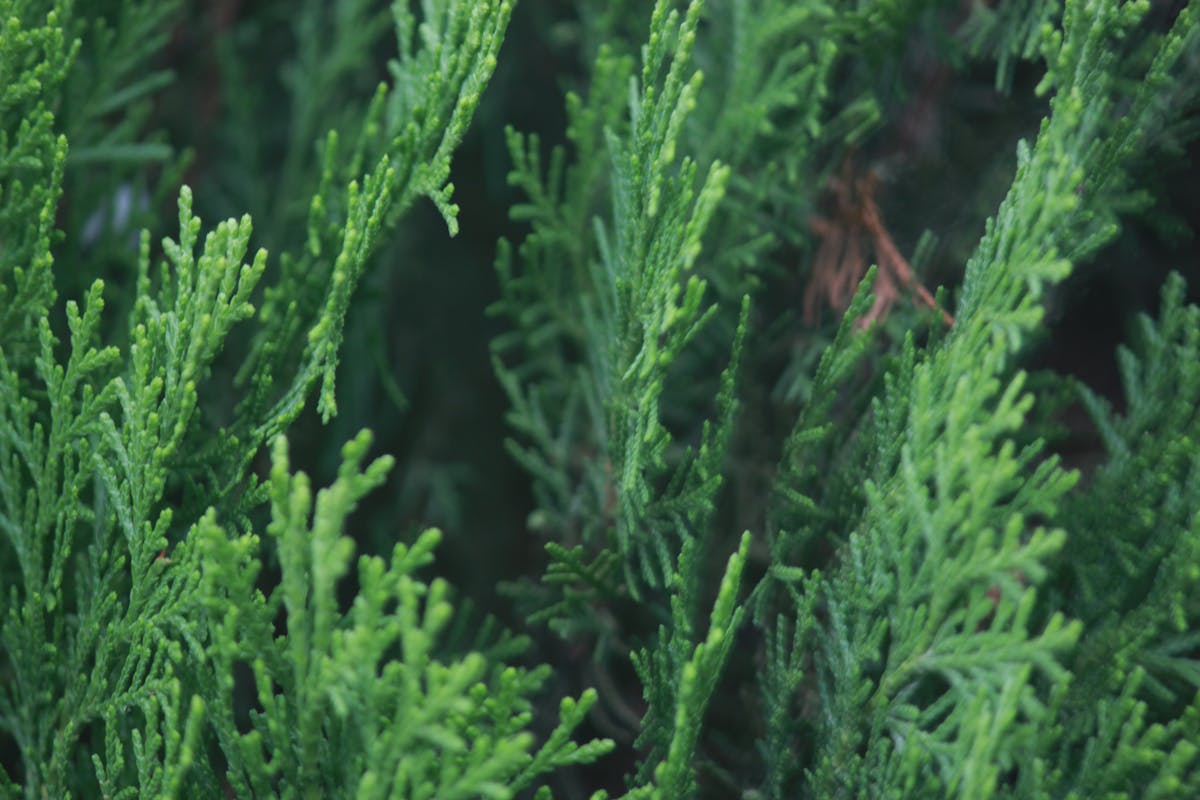 ¿Alba Paul le importa la supervivencia? 🤔