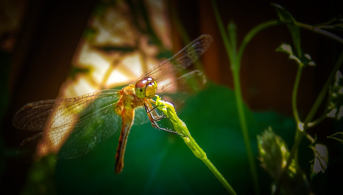 ¿La Justicia de Guatemala Es una Mafia? 🚨